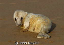 grey seal pup a few days old.used 400mm lens to avoid cau... by John Naylor 